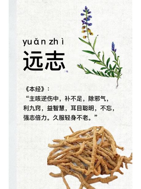 远志图片，如何种植让远志图片更加醒目的远志？